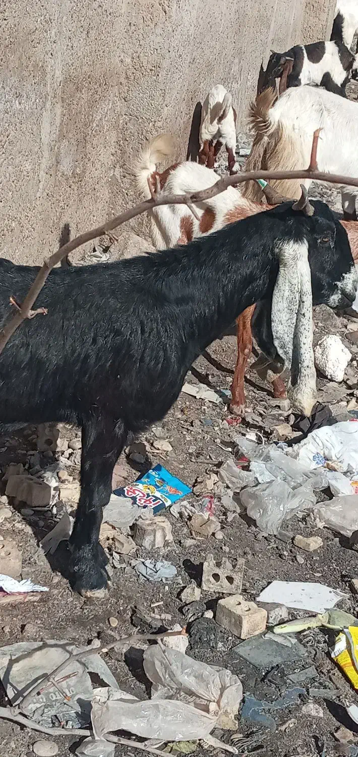 بزماده|حیوانات مزرعه|اهواز, شهرک رزمندگان|دیوار