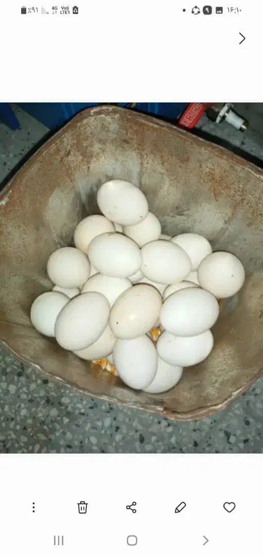 تخم مرغ|حیوانات مزرعه|بهبهان, |دیوار