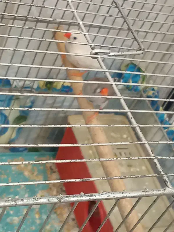 فنچ مولد|پرنده|ورامین, جعفر آباد اخوان|دیوار