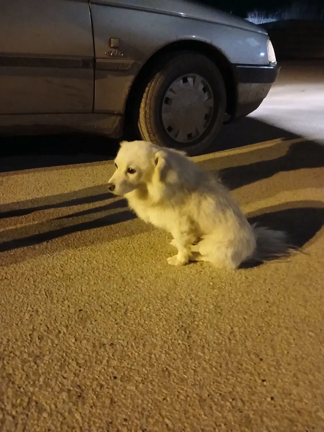 سگ خانگی|سگ|فامنین, |دیوار