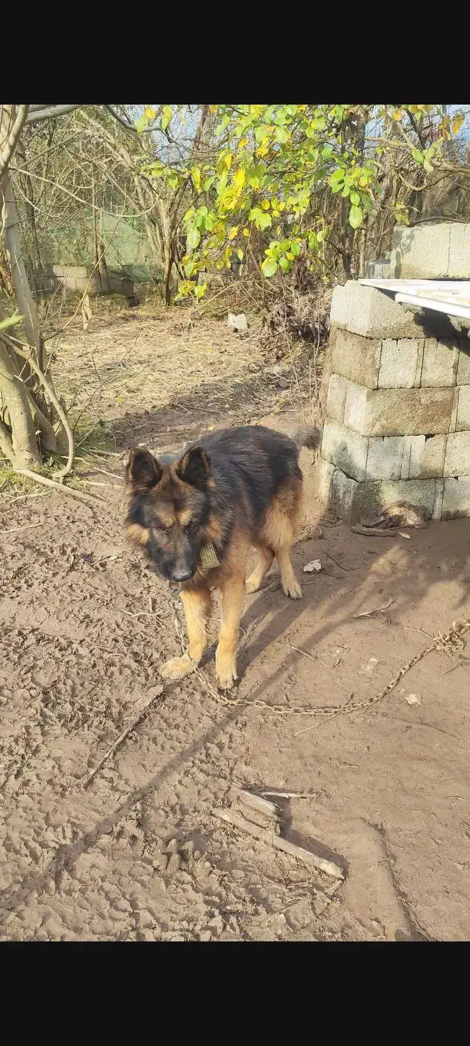 سگ ژرمن گمشده|حیوانات|کیاشهر, |دیوار