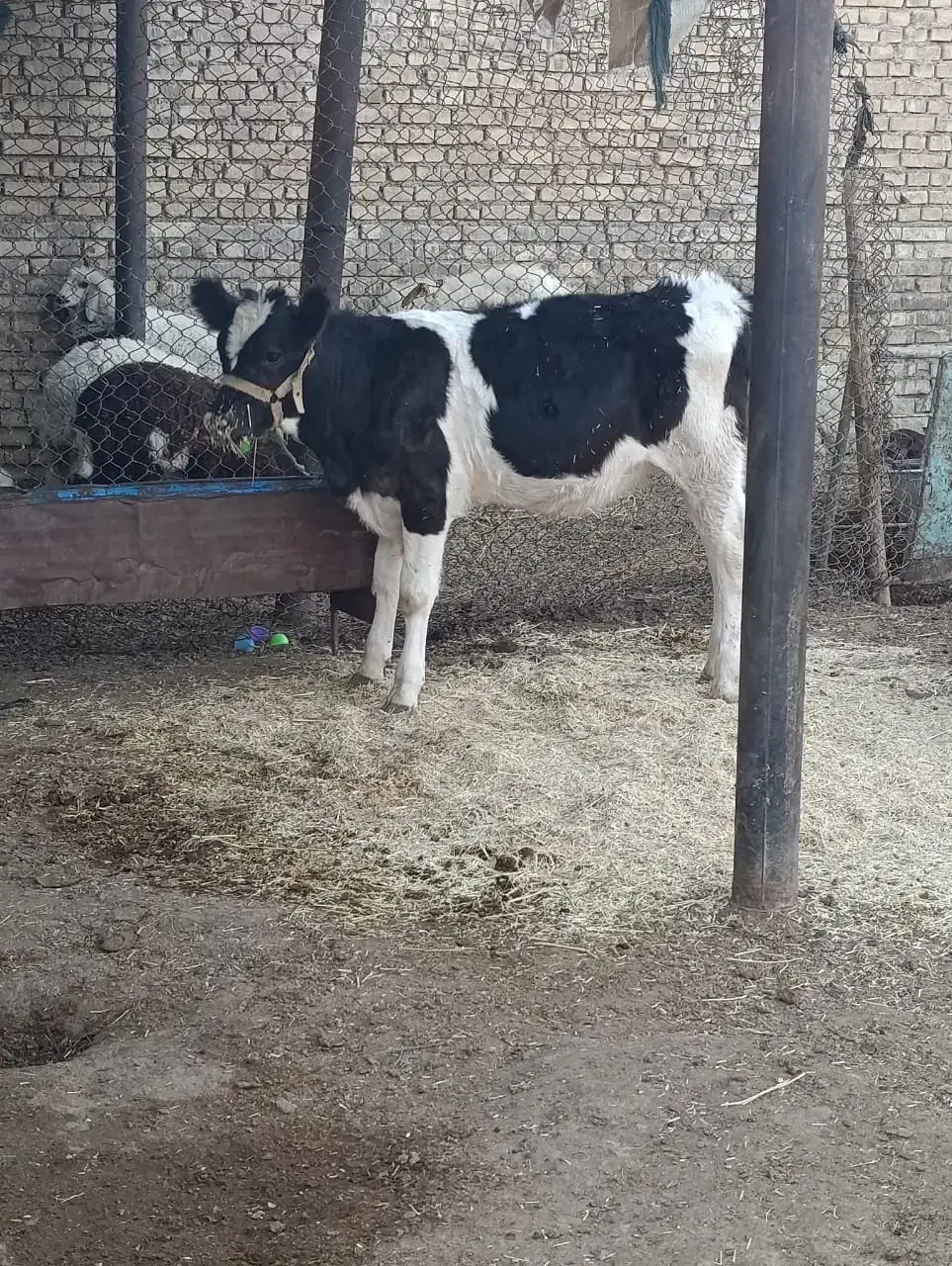 گاو وگوساله سمیتال درجه یک ونوبر هلشتاین|حیوانات مزرعه|خرمآباد, |دیوار