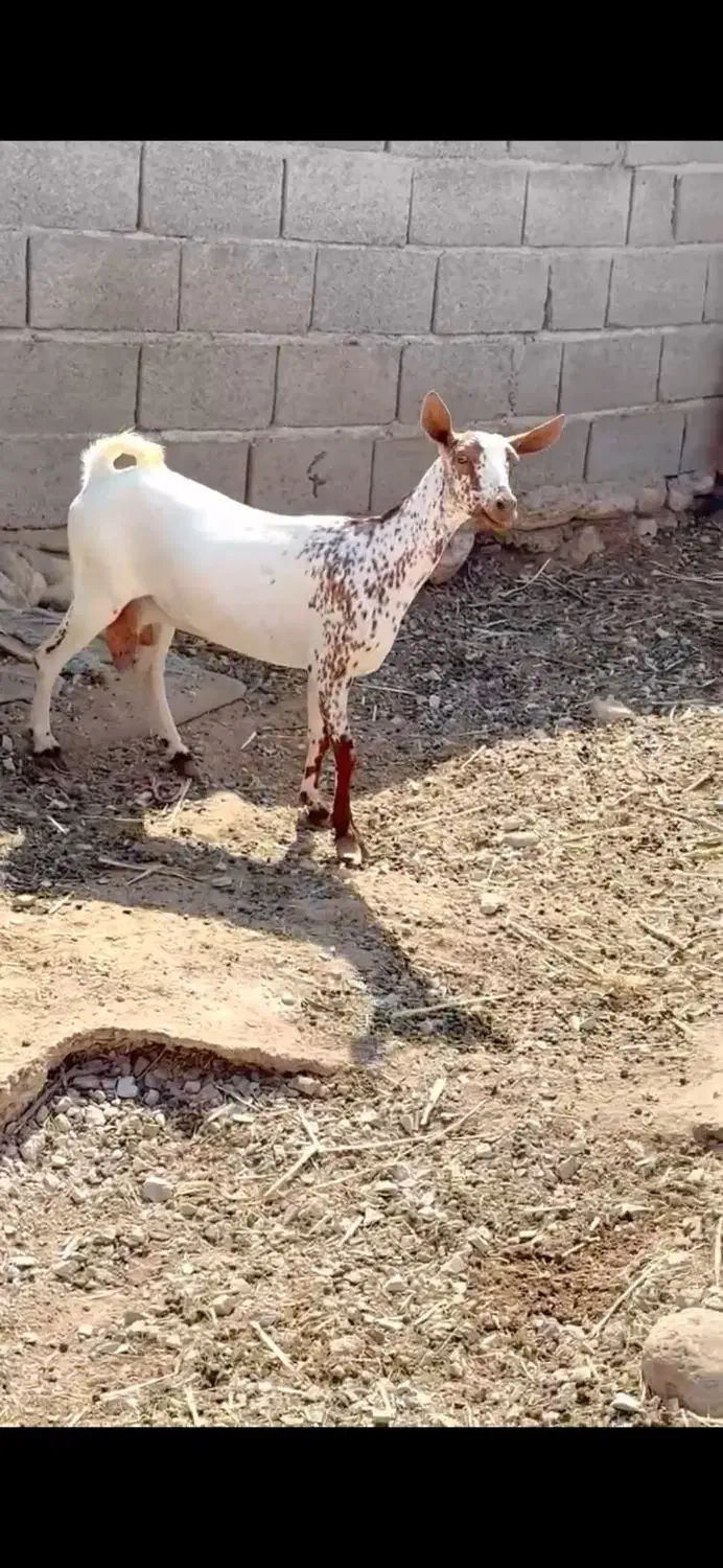 صلال و برشن|حیوانات مزرعه|خرمشهر, |دیوار