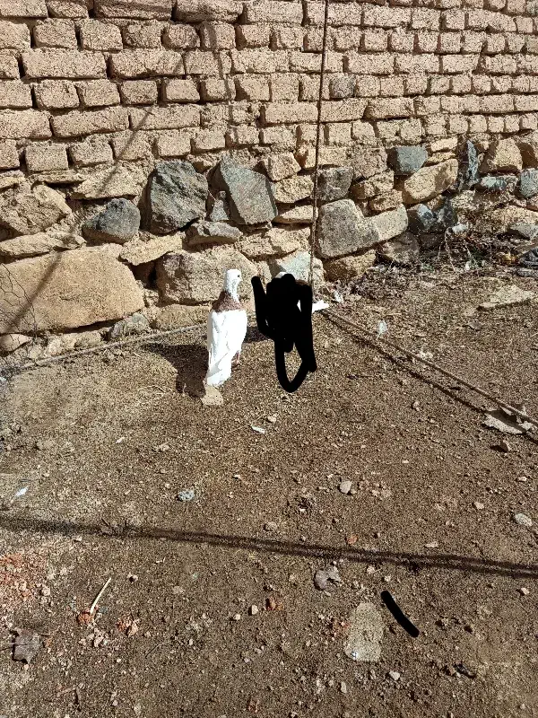 کبوتر طوقی زرد|حیوانات|همدان, |دیوار