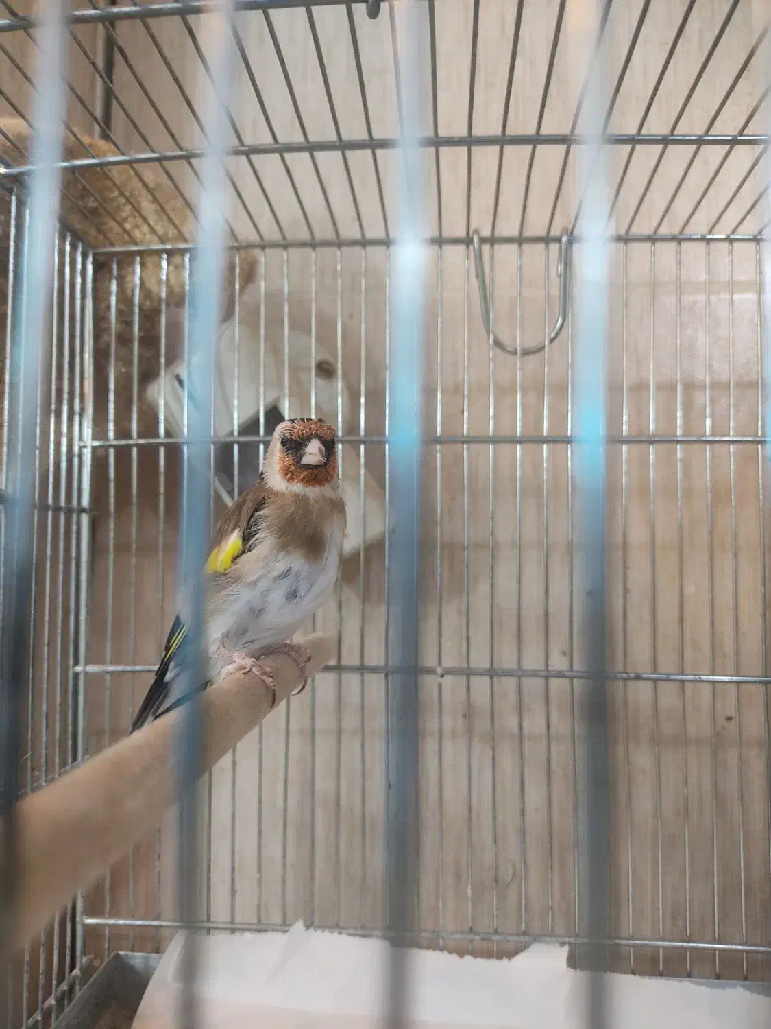 سهره متولد قفس بخون گل قفل|پرنده|قم, پردیسان|دیوار