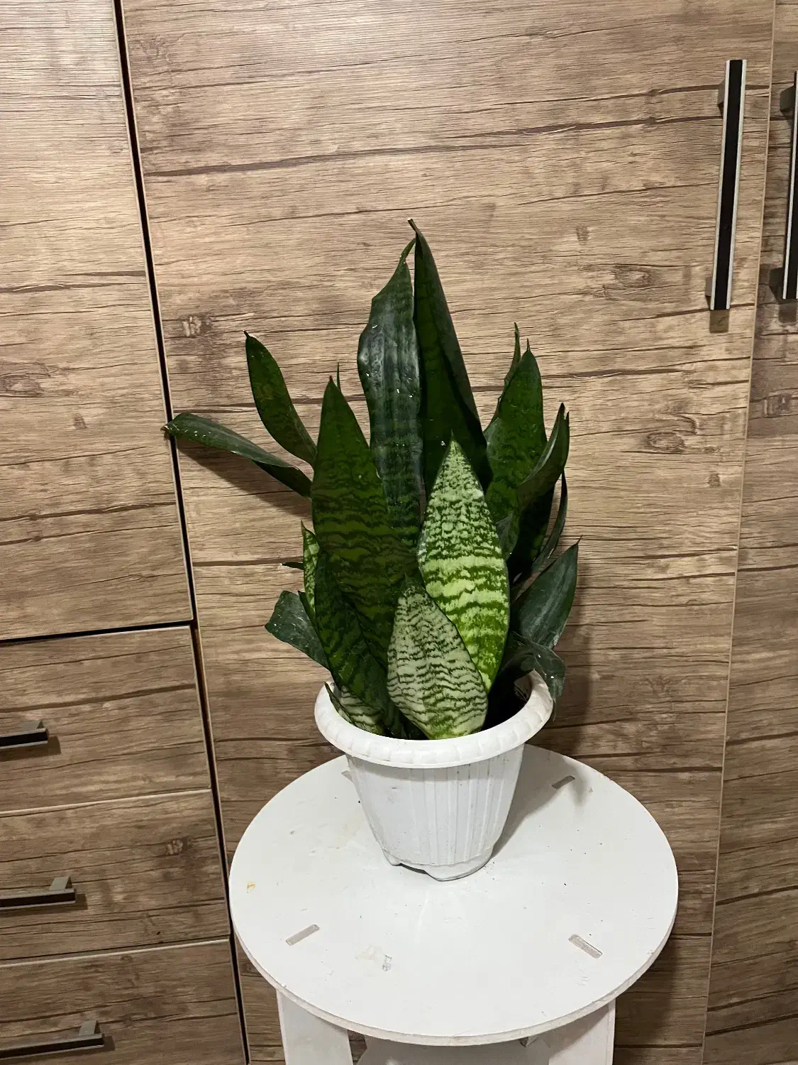 گل های زینتی اپارتمانی|گل و گیاه طبیعی|لاهیجان, شهرک جانبازان|دیوار