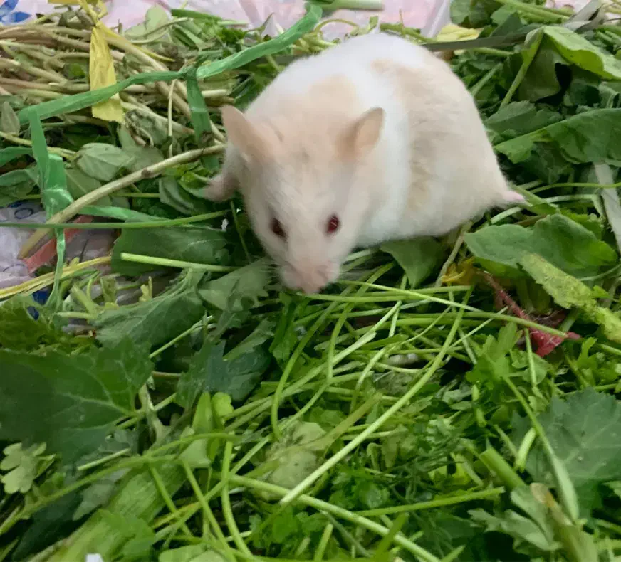 همستر گوگولی|موش و خرگوش|بوشهر, |دیوار