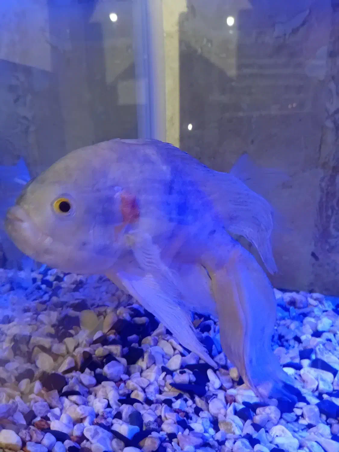 ماهی اسکار|ماهی|صومعهسرا, |دیوار