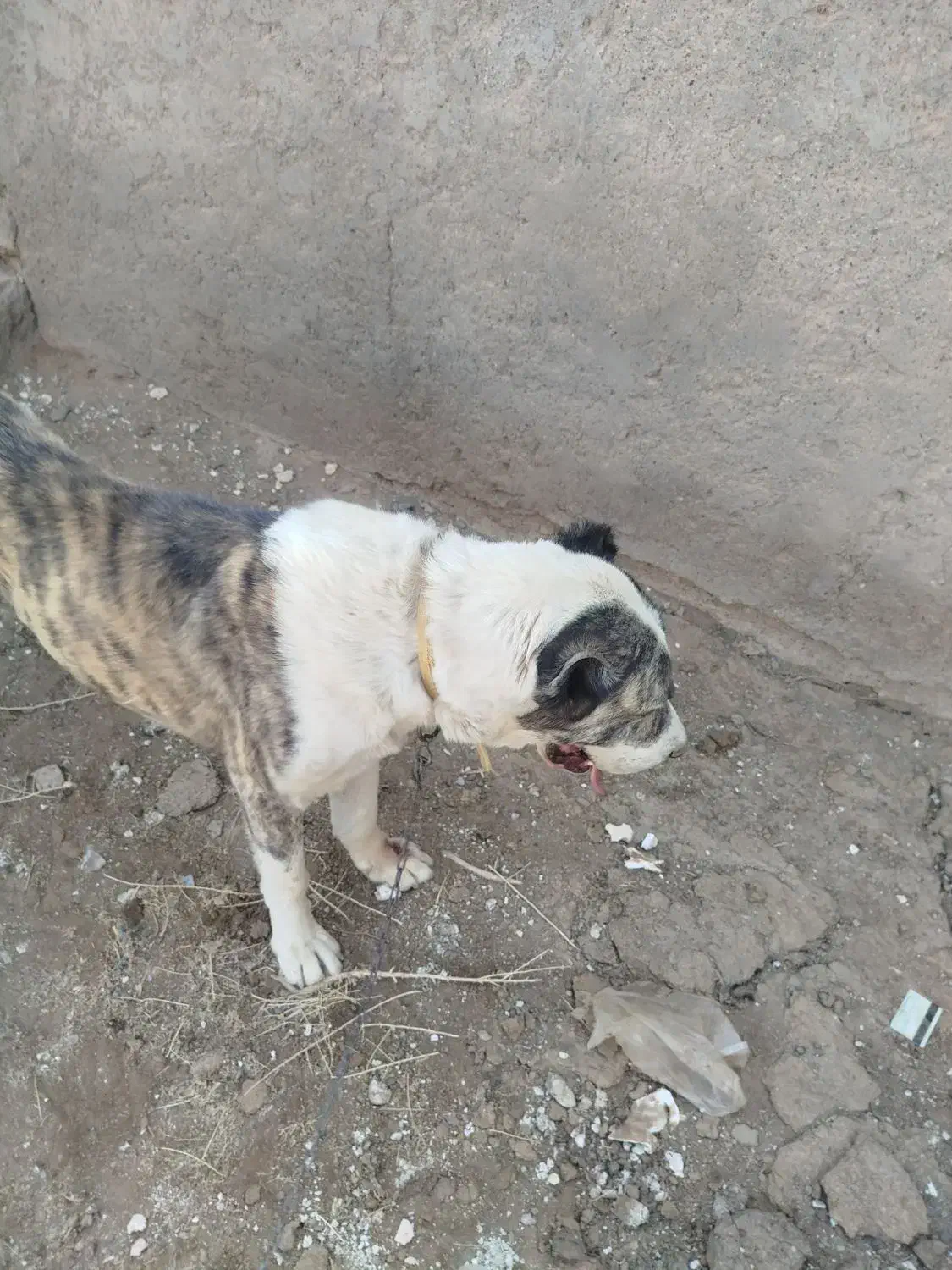 واگذاری|سگ|کویرات, |دیوار