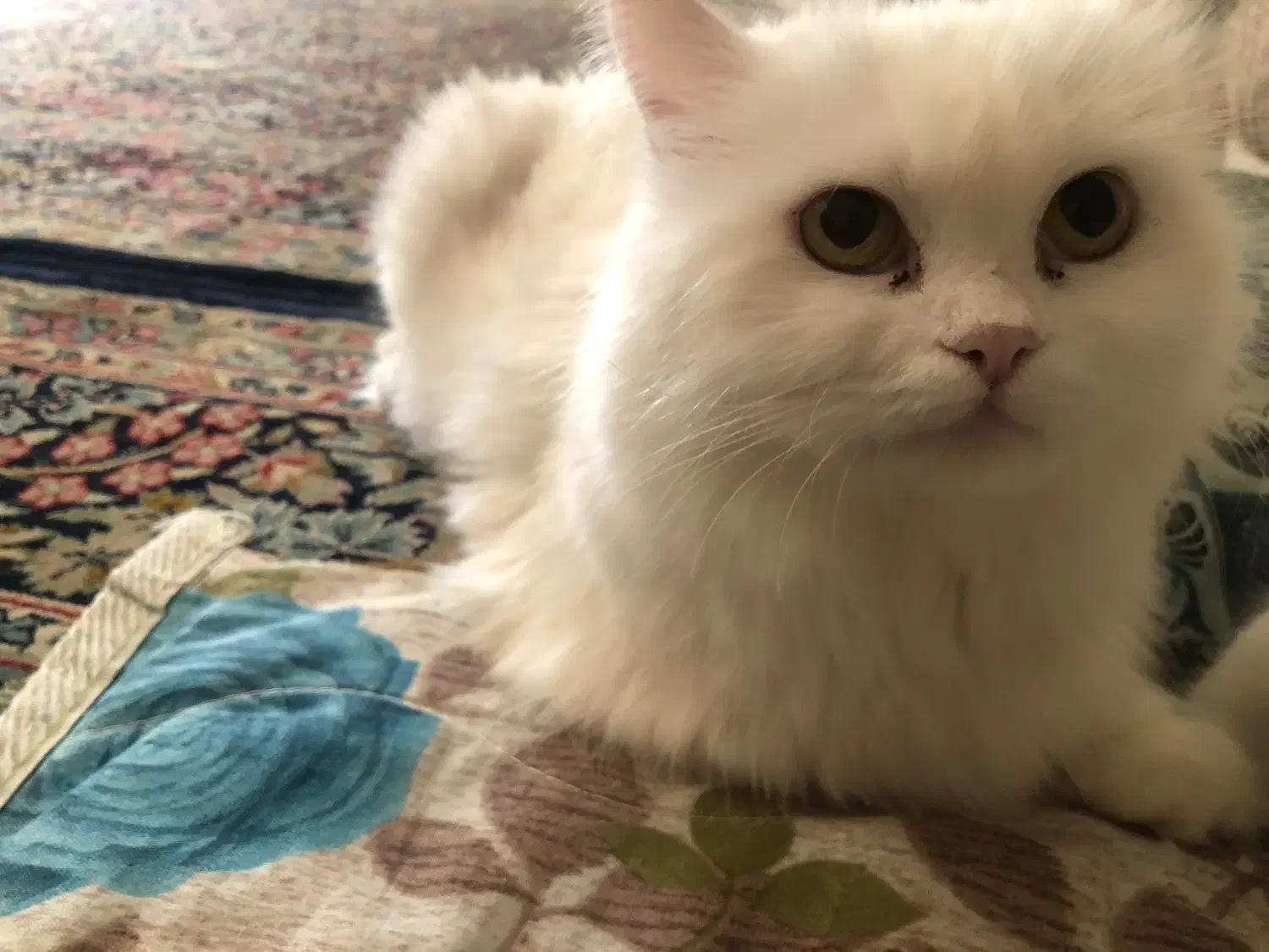 گربه ماده|گربه|کرمان, |دیوار