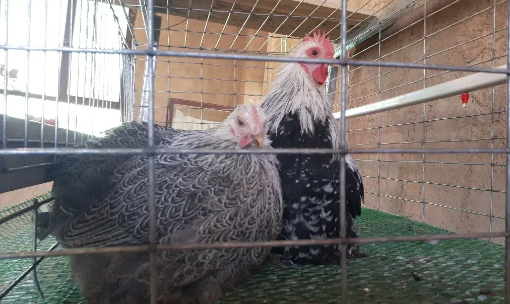 مولد کوشین دارک|حیوانات مزرعه|فولادشهر, B4|دیوار