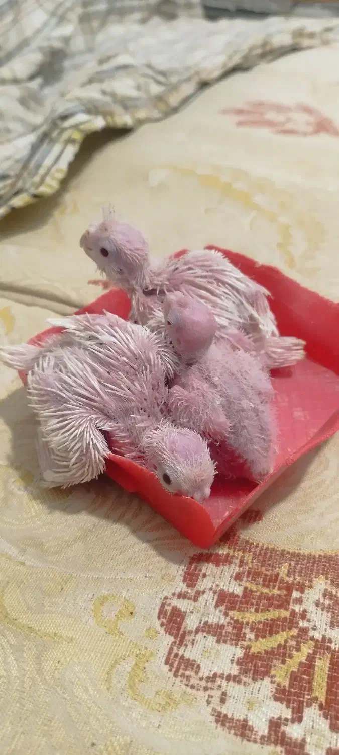 جوجه عروس البینو|پرنده|مشهد, ابوذر|دیوار