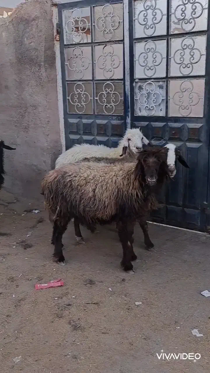 فروش ۴راس میش ابستن|حیوانات مزرعه|شیراز, گلشن|دیوار