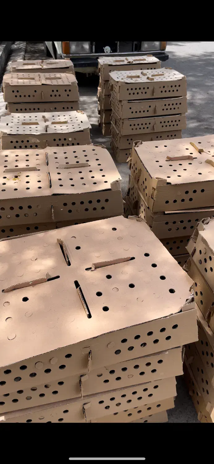 پروار بندی طیور|حیوانات مزرعه|اصفهان, شاهزاده ابراهیم|دیوار