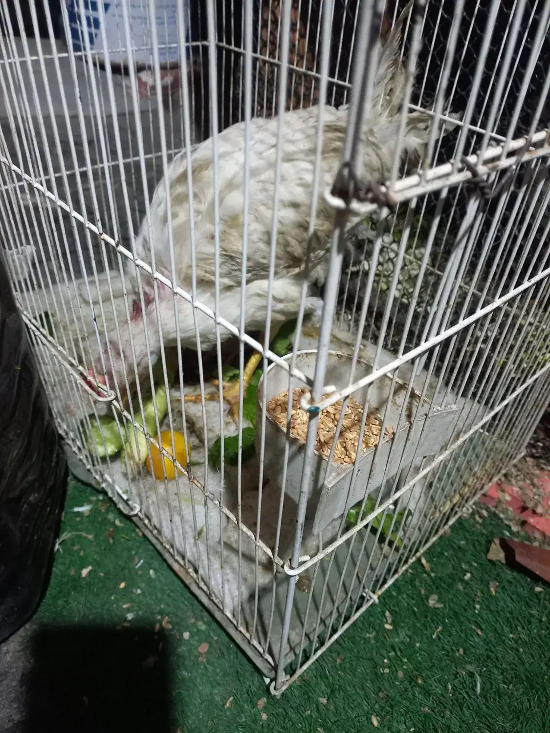 خروس قربانی|حیوانات مزرعه|مشهد, سجادیه|دیوار