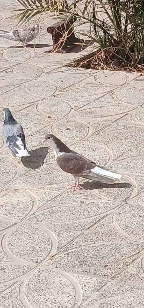 دمگیر بدرنگ|پرنده|زیباشهر, |دیوار