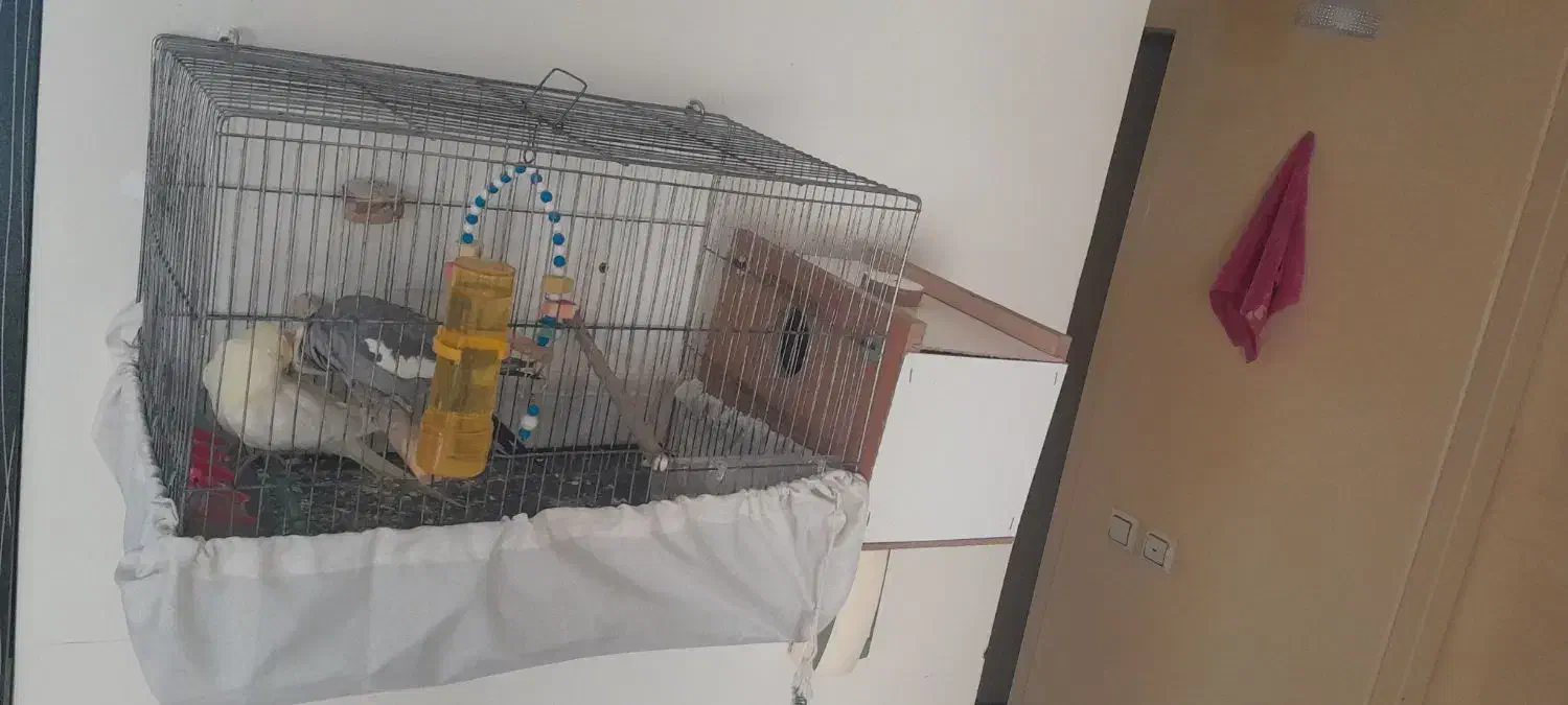 یه جفت عروس هلندی|موش و خرگوش|سهند, |دیوار