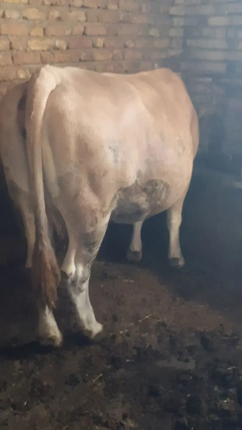 گاو|حیوانات مزرعه|سیلوانه, |دیوار