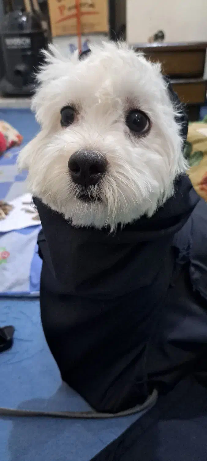 سگ شیتزو|سگ|دزفول, |دیوار