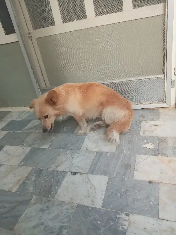 سگ پامر روباهی ۱ ساله|سگ|پاکدشت, پاکدشت (مامازند)|دیوار