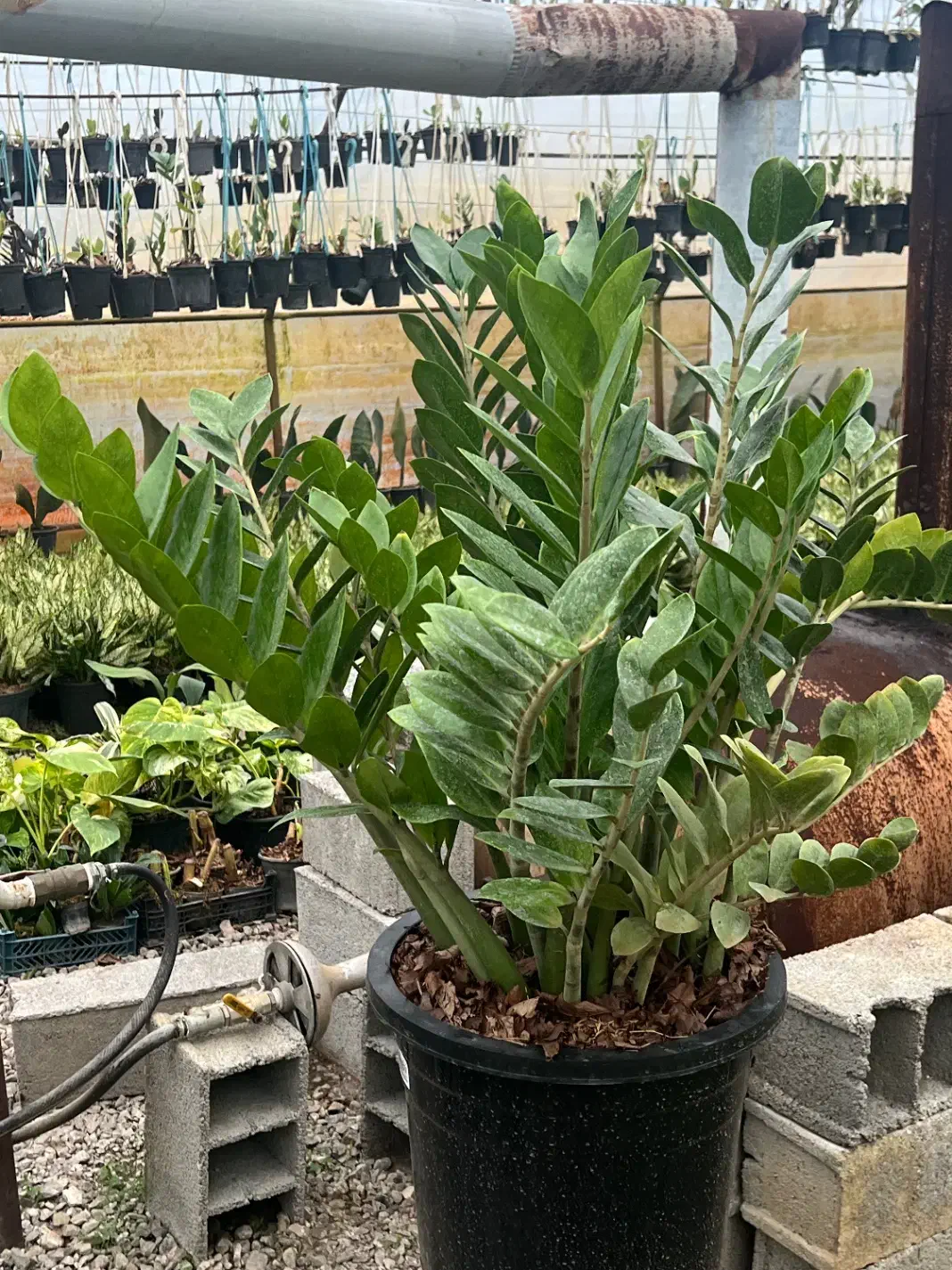 فروش فوری تمام گلهای گلخانه|گل و گیاه طبیعی|عباسآباد, |دیوار