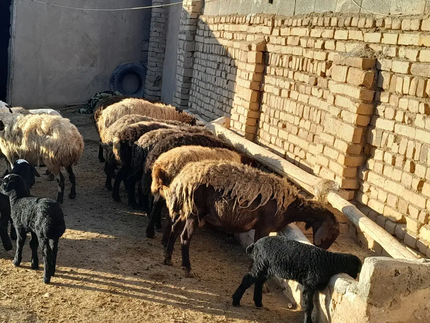 بره و میش|حیوانات مزرعه|بشاریات, |دیوار