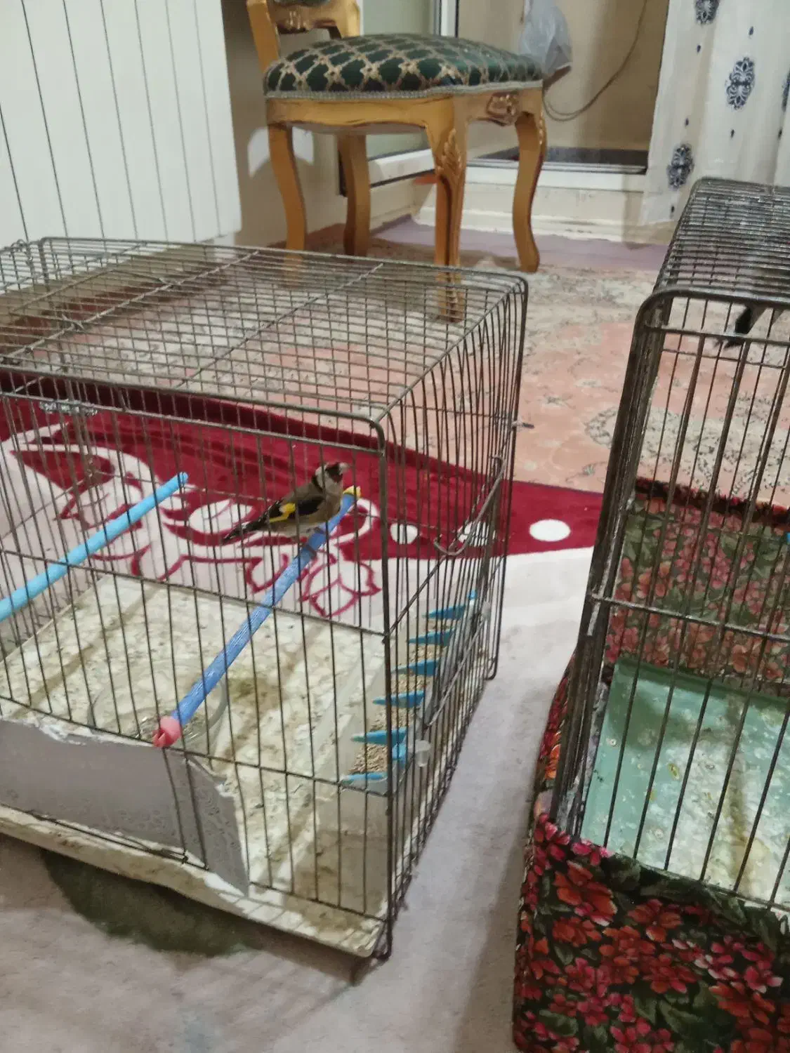 سهره نر و ماده فروشی|پرنده|سهند, |دیوار