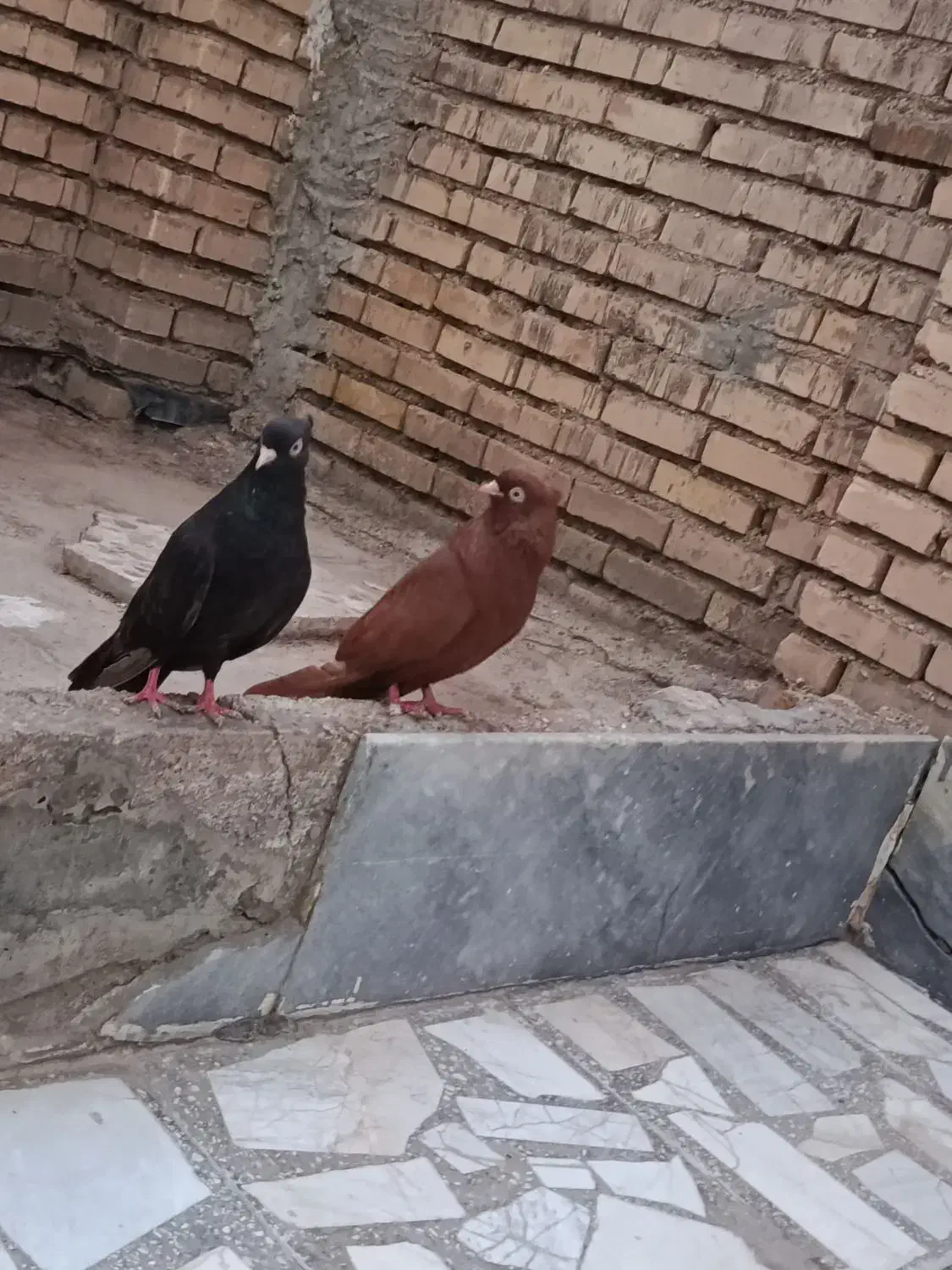 کفتر رنگی|پرنده|خرمشهر, |دیوار