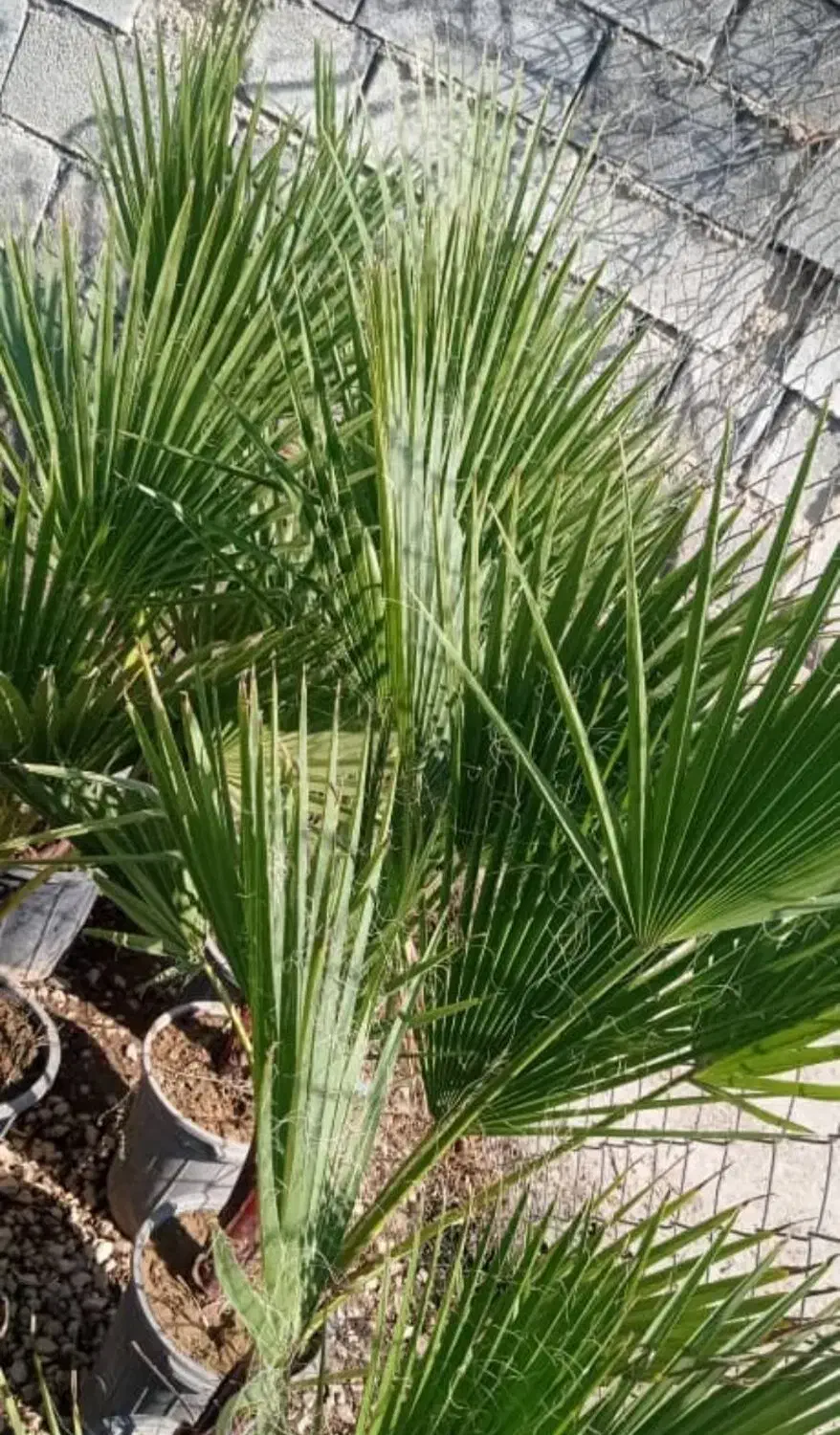 فروش انواع درخت های باغی باغچه ای آپارتمانی|گل و گیاه طبیعی|رامهرمز, |دیوار