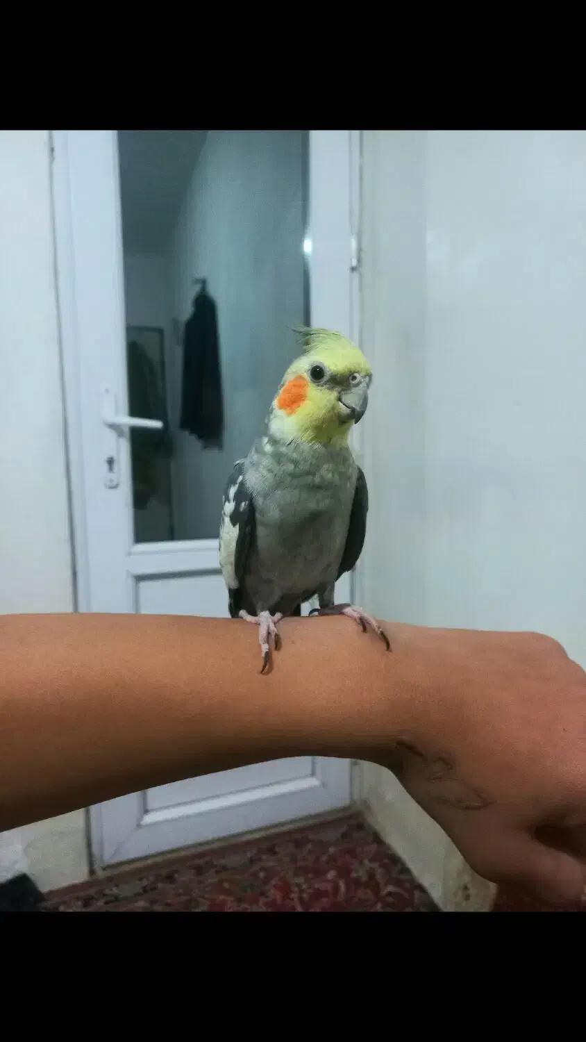 عروس هلندی نر گلباقالی|پرنده|سنقر, |دیوار