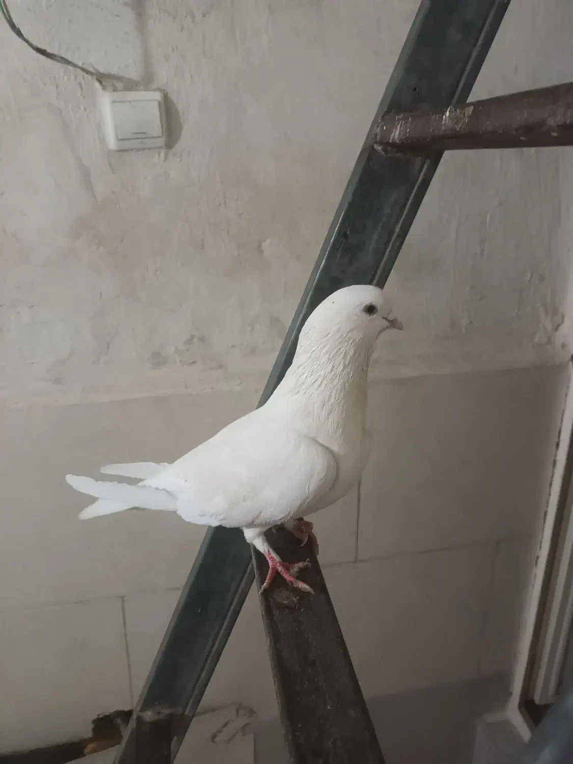 تعدادی کبوتر به‌شرط قاره سفید ..|پرنده|رباط‌کریم, رباط‌کریم|دیوار