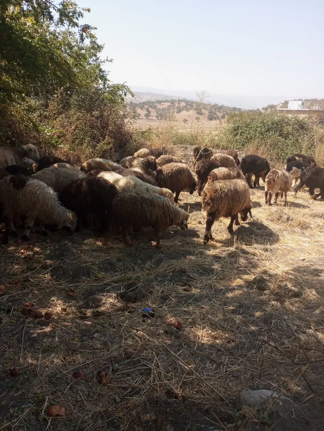 بره|حیوانات مزرعه|سیسخت, |دیوار