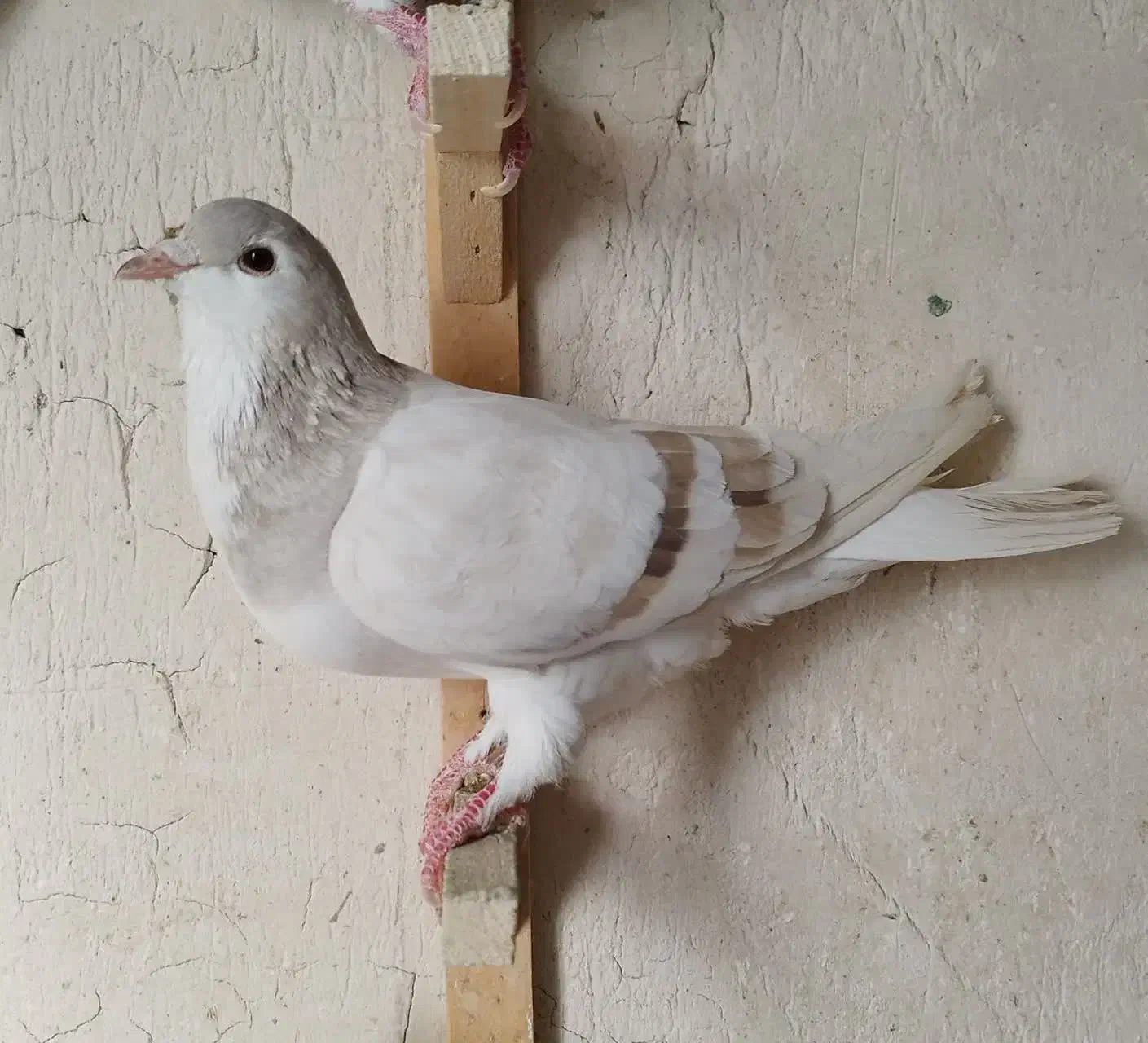 کفتر|پرنده|مشهد, هنرور|دیوار