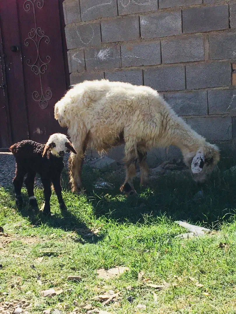 گوسفند بره دار هیکلی جوان|حیوانات مزرعه|گنبد کاووس, |دیوار