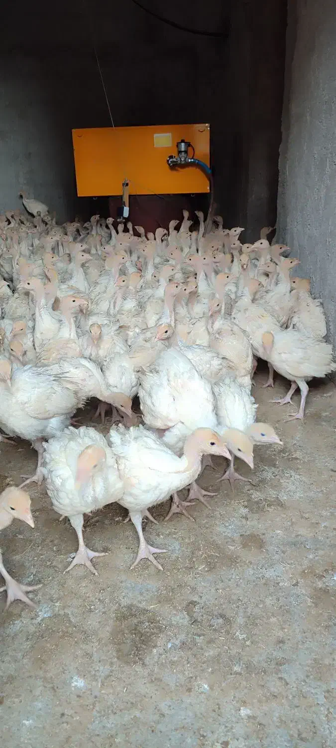 بوقلمون بیوتی|حیوانات مزرعه|مرودشت, تخت جمشید|دیوار