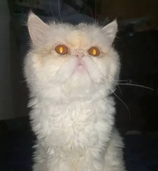 پرشین نر اصیل آماده جفتگیری|گربه|پردیس, فاز ۸|دیوار