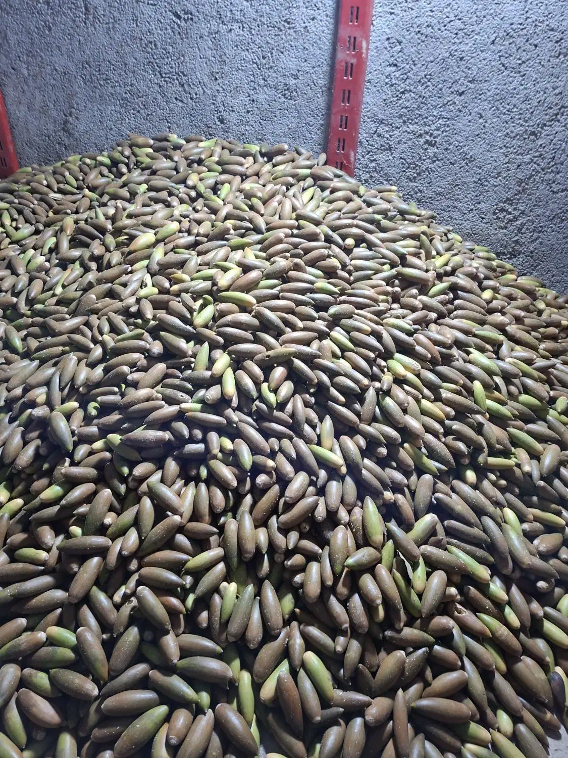 بلوط درجه یک کیلو ۱۴|خوردنی و آشامیدنی|باشت, |دیوار