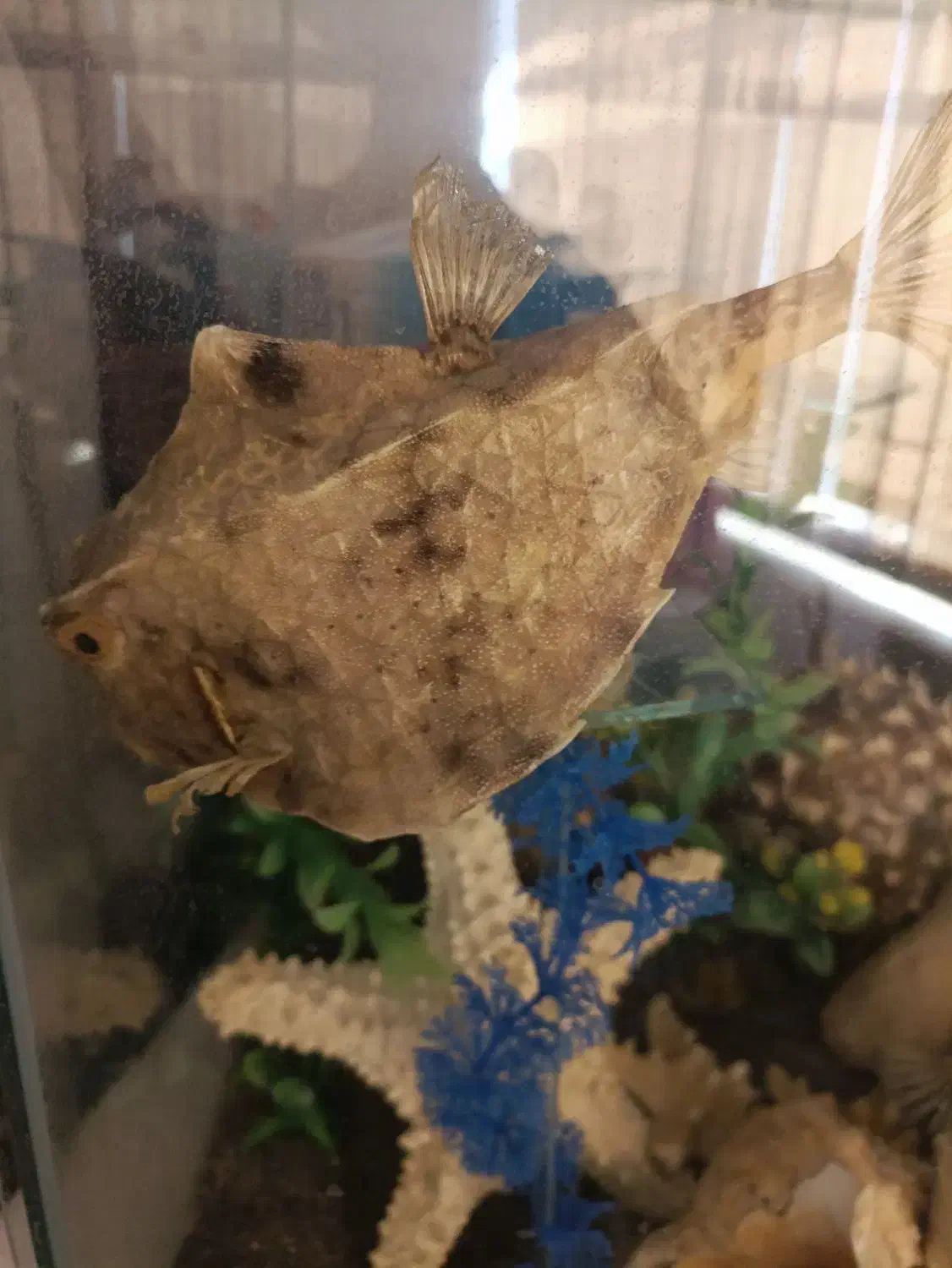 آکواریوم ماهی|ماهی|شیراز, شهرک برف فروشان|دیوار