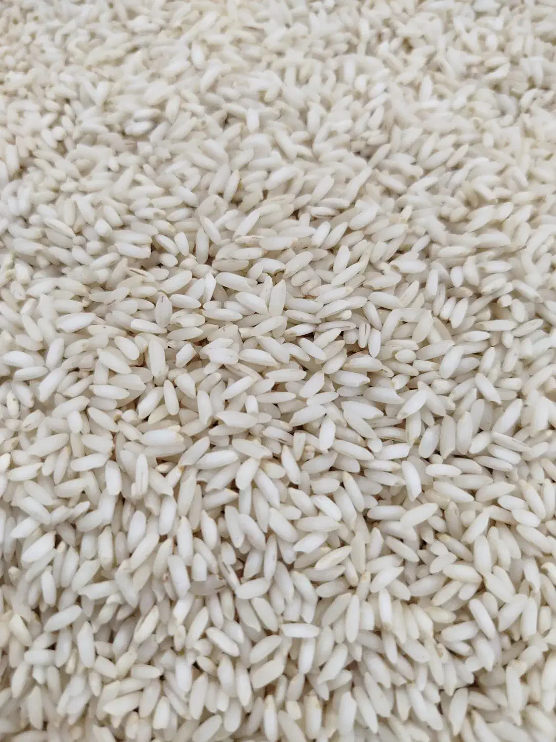 برنج طارم هاشمی و صدری|خوردنی و آشامیدنی|بروجرد, |دیوار