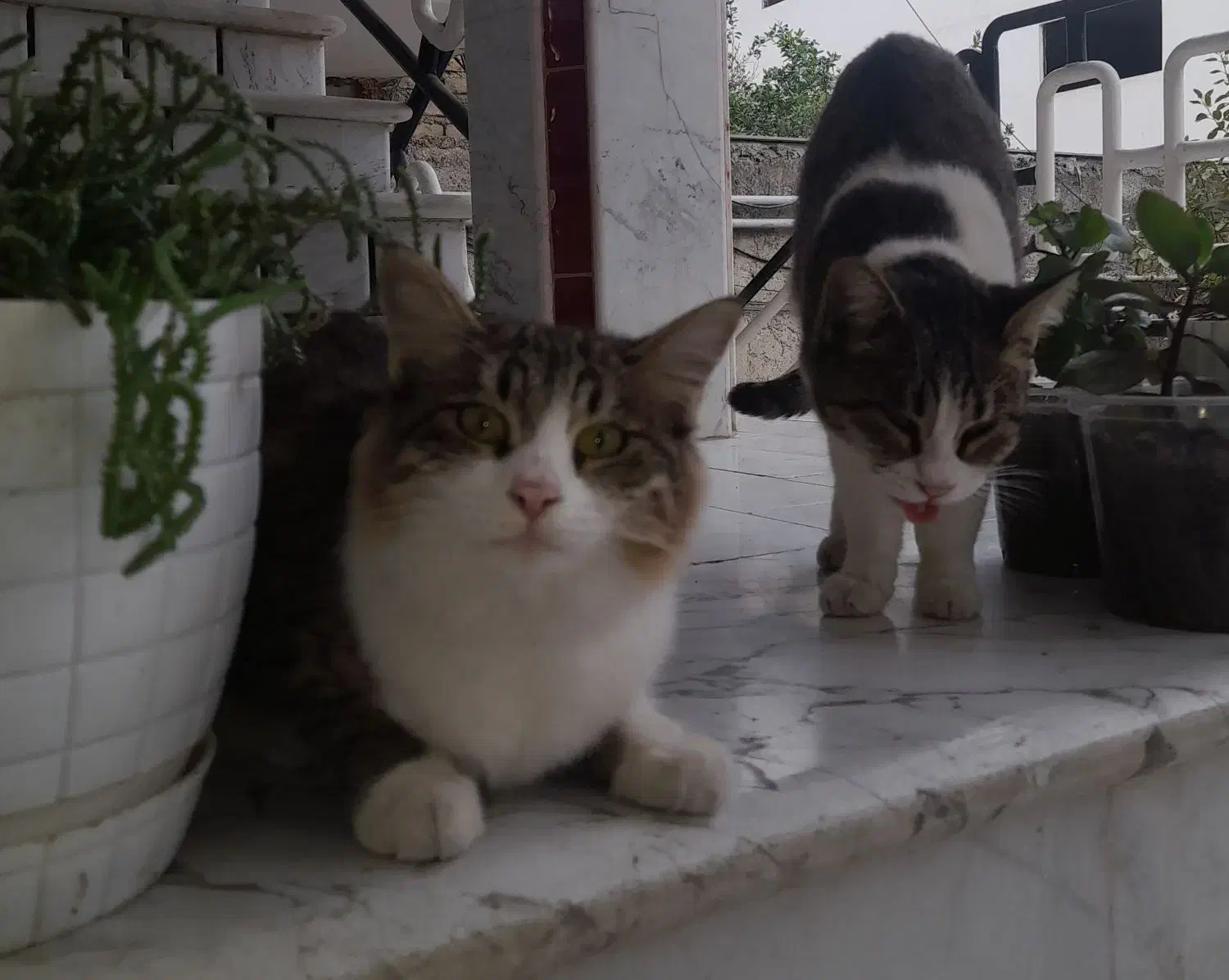 فروش،بچه گربه پرشین ناز خوشکل|گربه|کردکوی, |دیوار