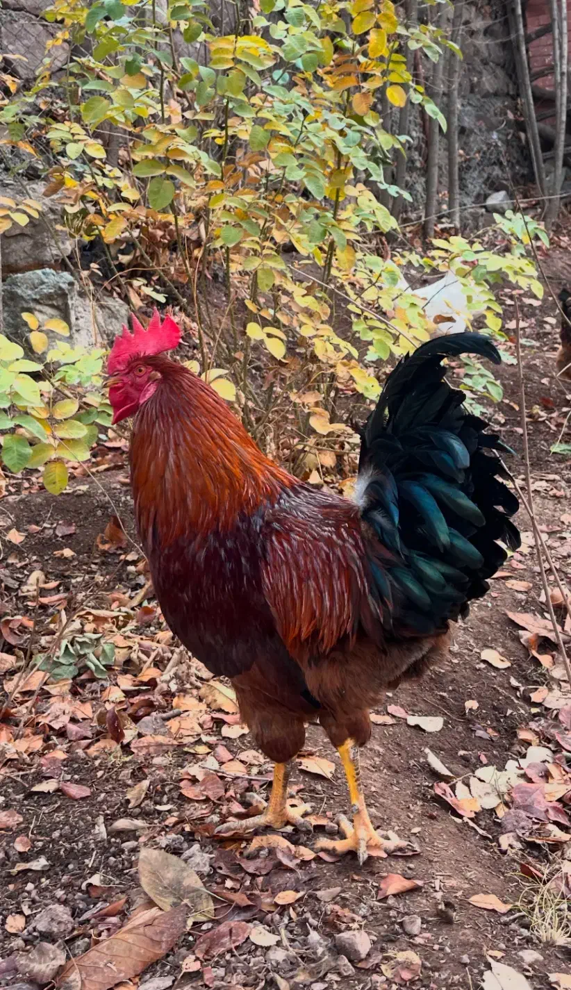 خروس محلی|حیوانات مزرعه|فشم, |دیوار