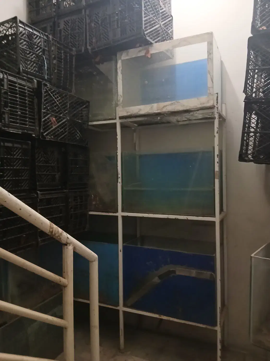 آکواریوم|ماهی|مشهد, مشکینی (شهرک غرب)|دیوار