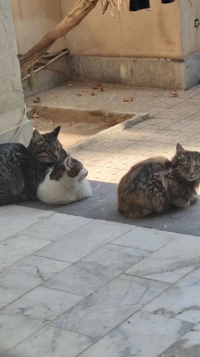 گربه dsh|گربه|رباط‌کریم, رباط‌کریم|دیوار