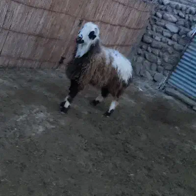 قوچ|حیوانات مزرعه|مراوه, |دیوار