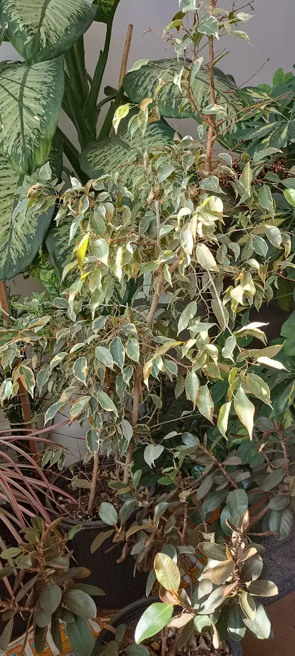 گل‌های طبیعی|گل و گیاه طبیعی|چوار, |دیوار