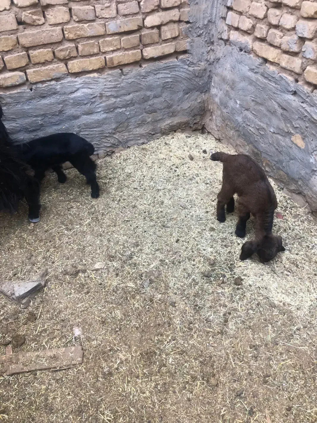 کره نر و ماده|حیوانات مزرعه|اشکذر, |دیوار