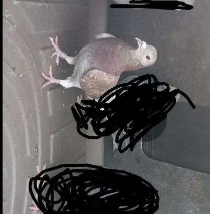 کبوتر گمشده|حیوانات|زهک, |دیوار