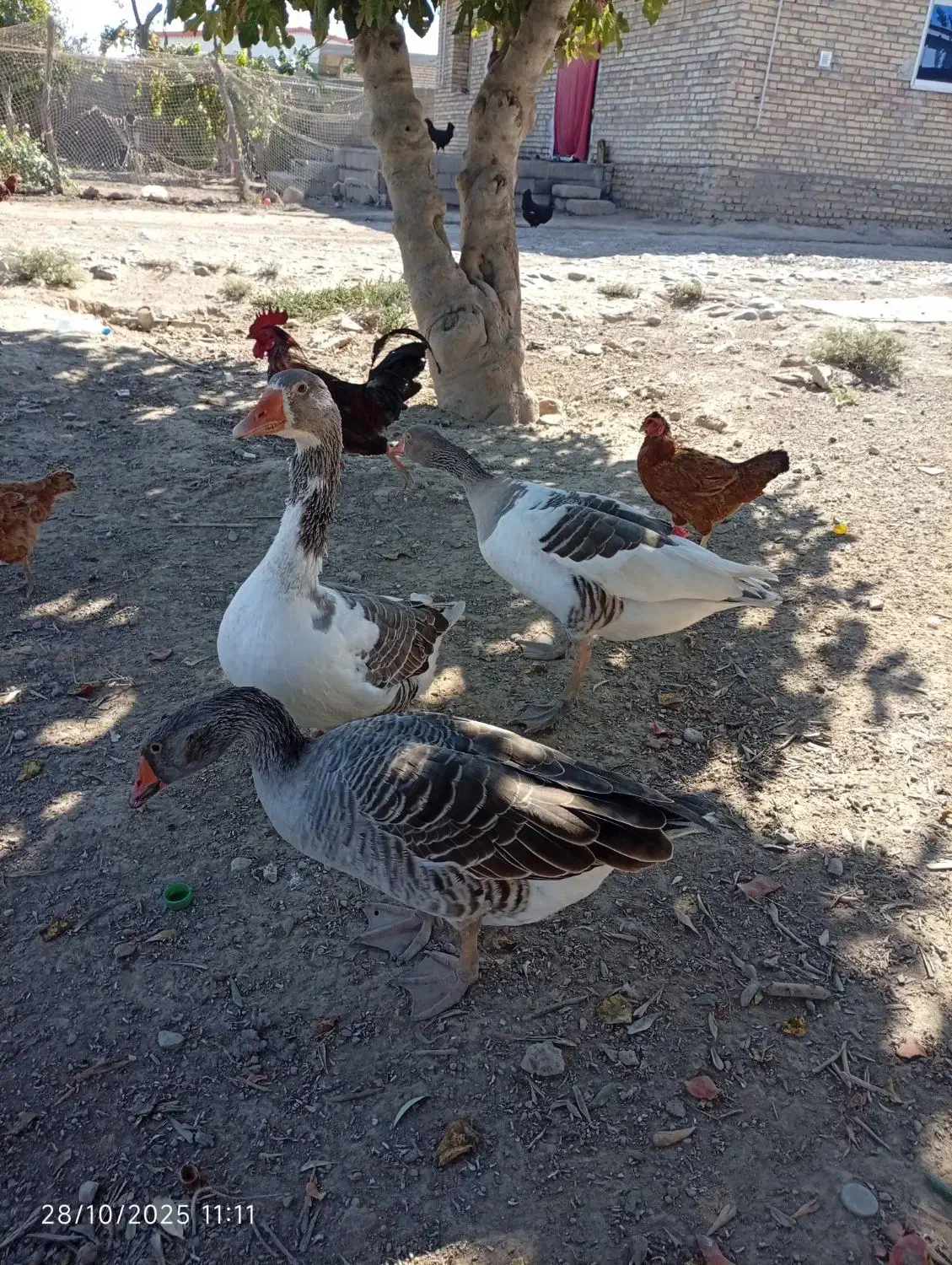 3عددغاز|حیوانات مزرعه|انبارآلوم, |دیوار