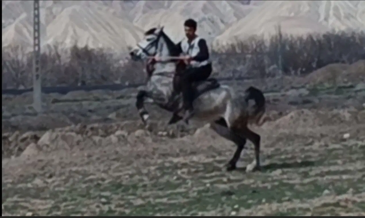 اسب|اسب و تجهیزات اسب‌سواری|مرند, |دیوار
