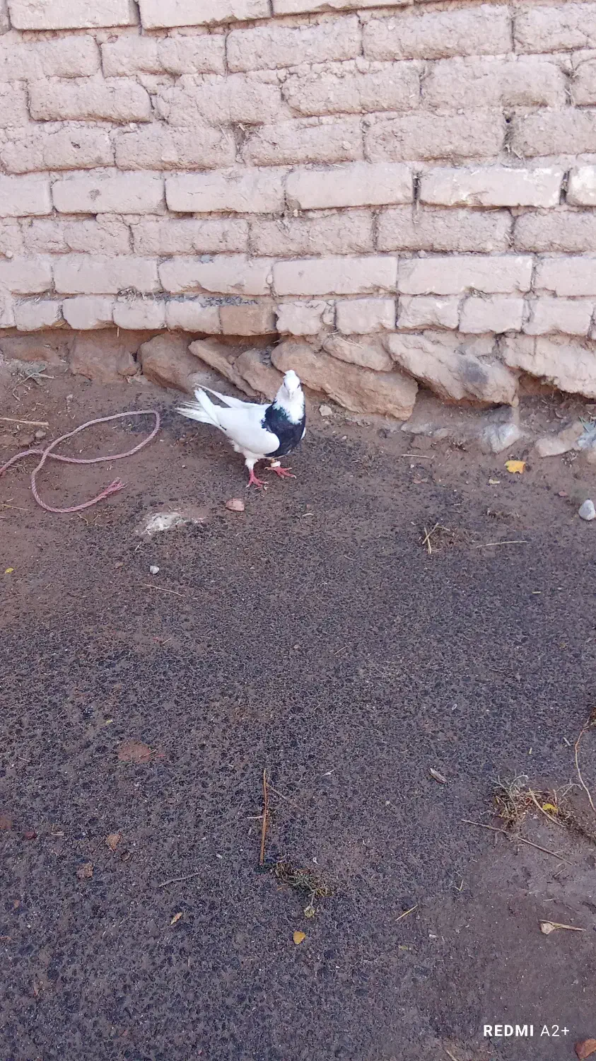 طوقی|پرنده|بروجن, |دیوار